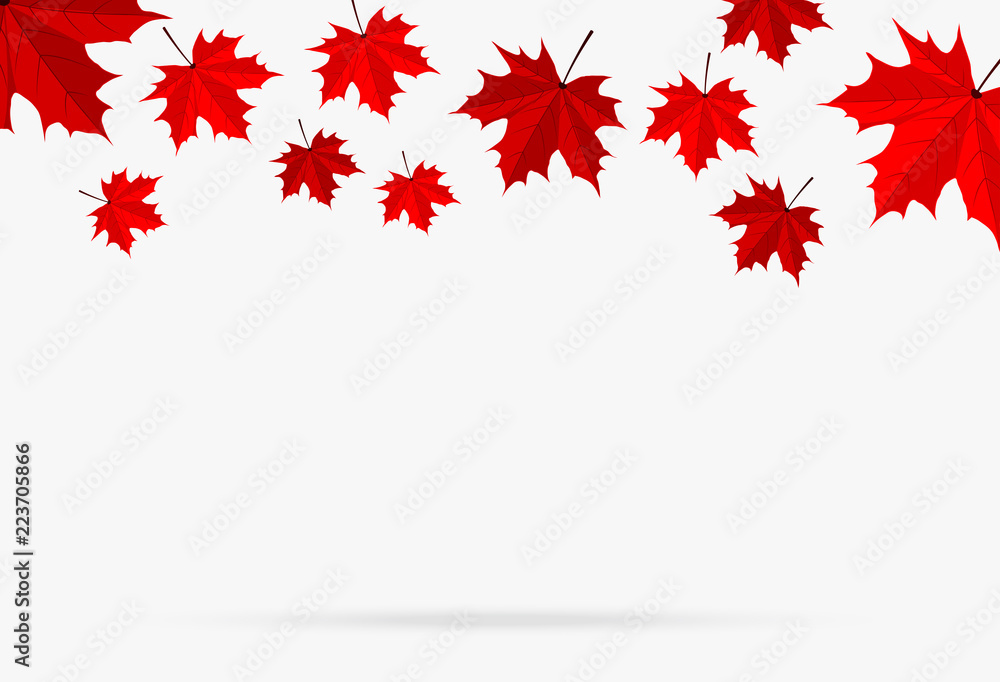 autumn red maple leaf fall isolated on white background