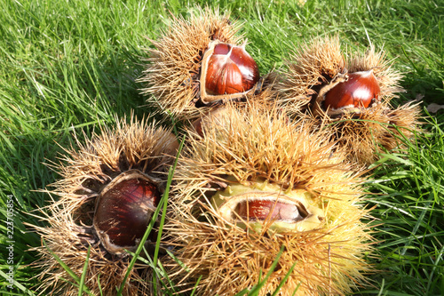 A stack of Spanish chestnuts (Castanea sativa) green and brown burrs, at the sunlight, in the green grass of a lawn. Some are closed, other are opening. photo