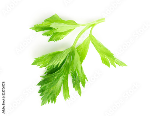 Fresh green celery leaves on white background, food for healthy concept