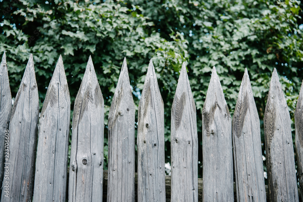 Fototapeta premium green leaves behind wooden sharpened fence