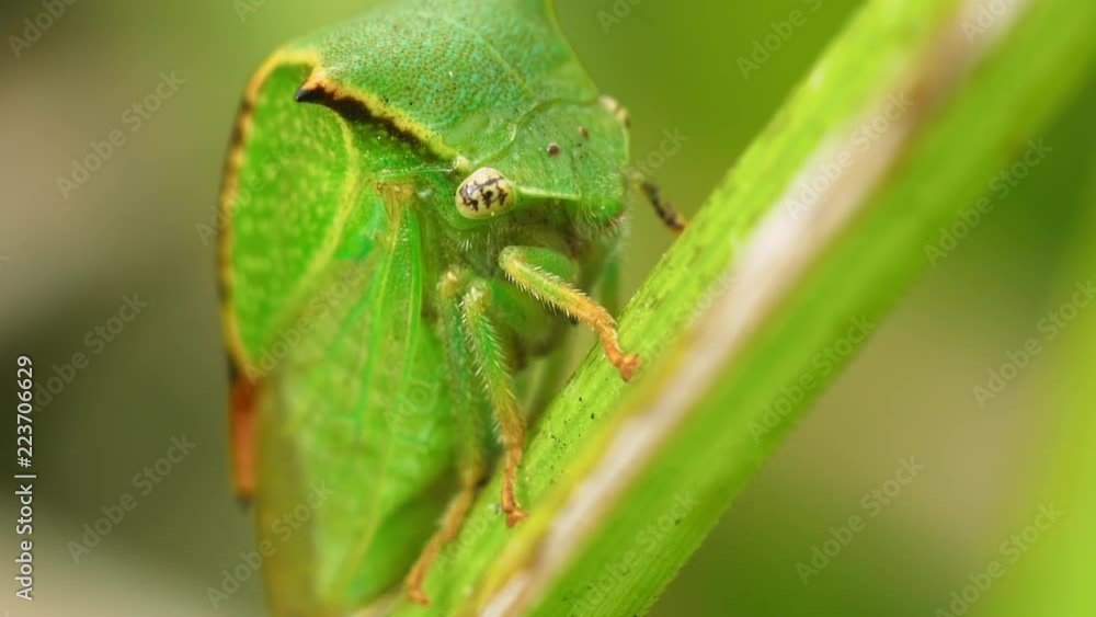 Portrait of a green cicada Stictocephala bisonia on a reed sheet. Macro shot. Portrait of a green cicada Stictocephala bisonia on a reed sheet. Macro shot.