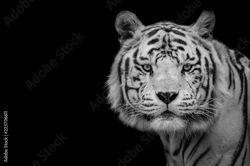 White Tiger