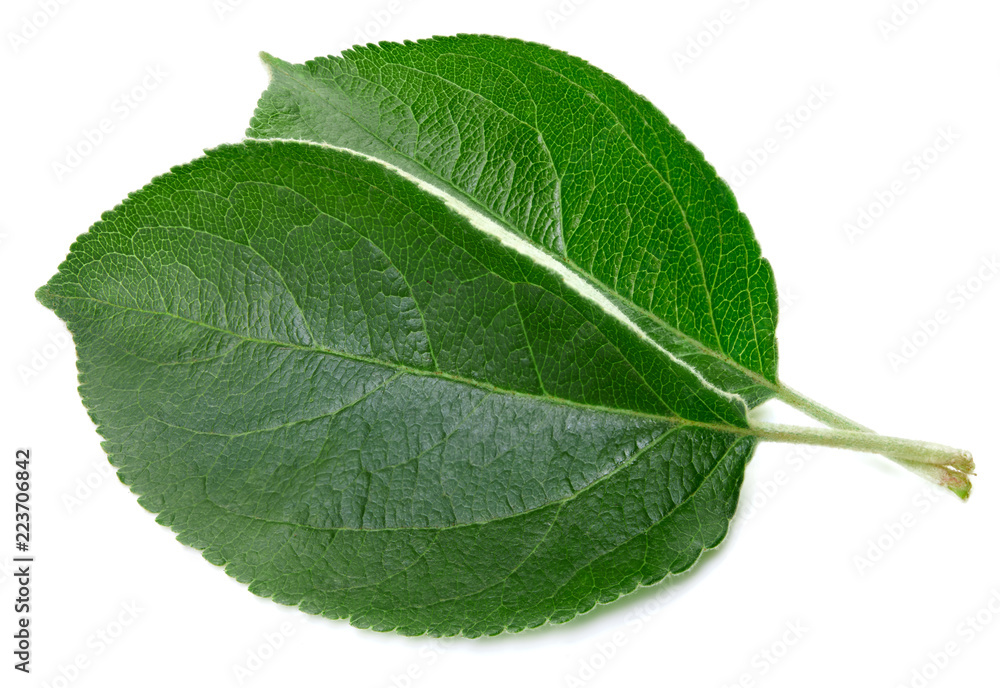 Obraz premium Green apple leaf isolated