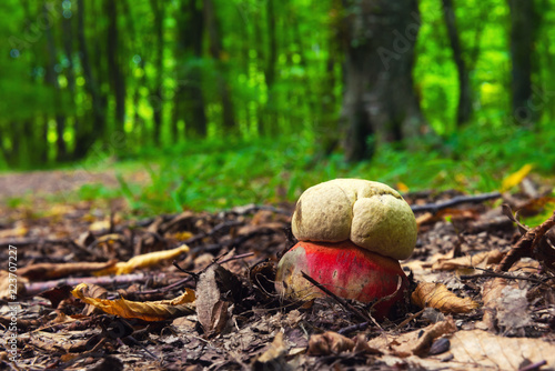 Boletus satanas mushroom in forest photo