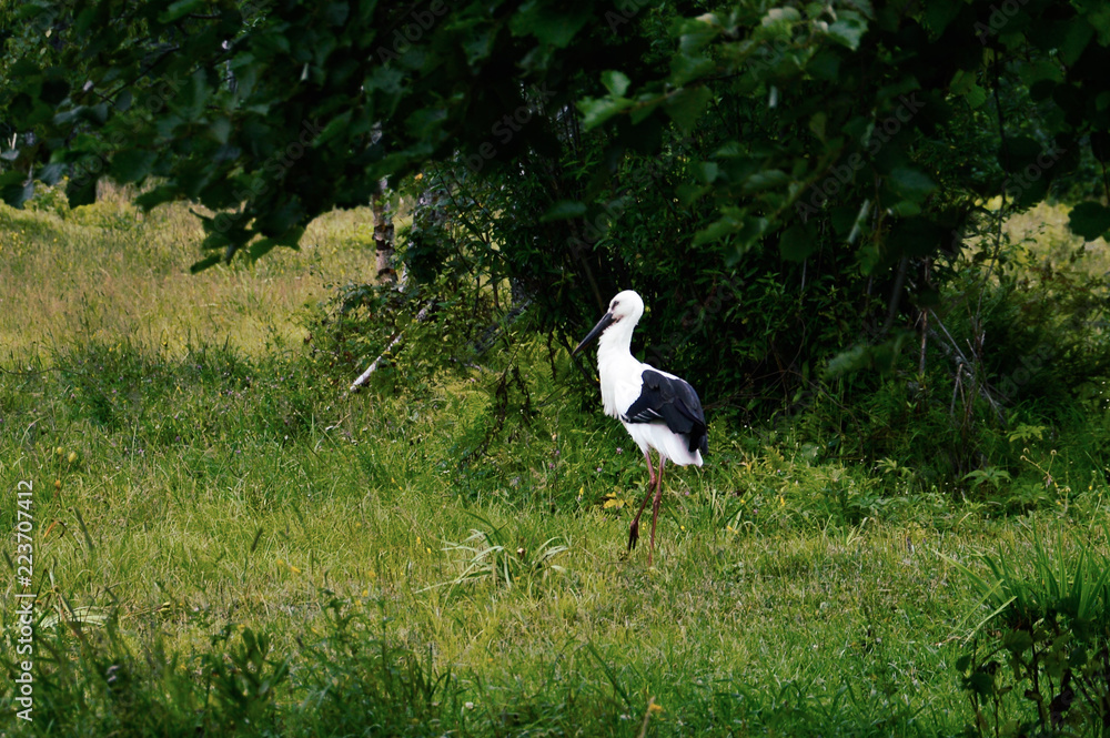 Fototapeta premium stork in the forest