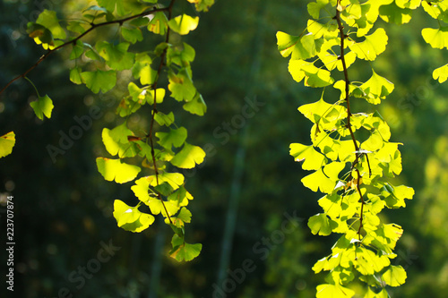 A close-up of ginkgo leaves in autumn