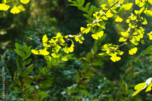 A close-up of ginkgo leaves in autumn
