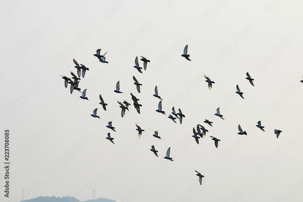 A flock of pigeons flying in the sky