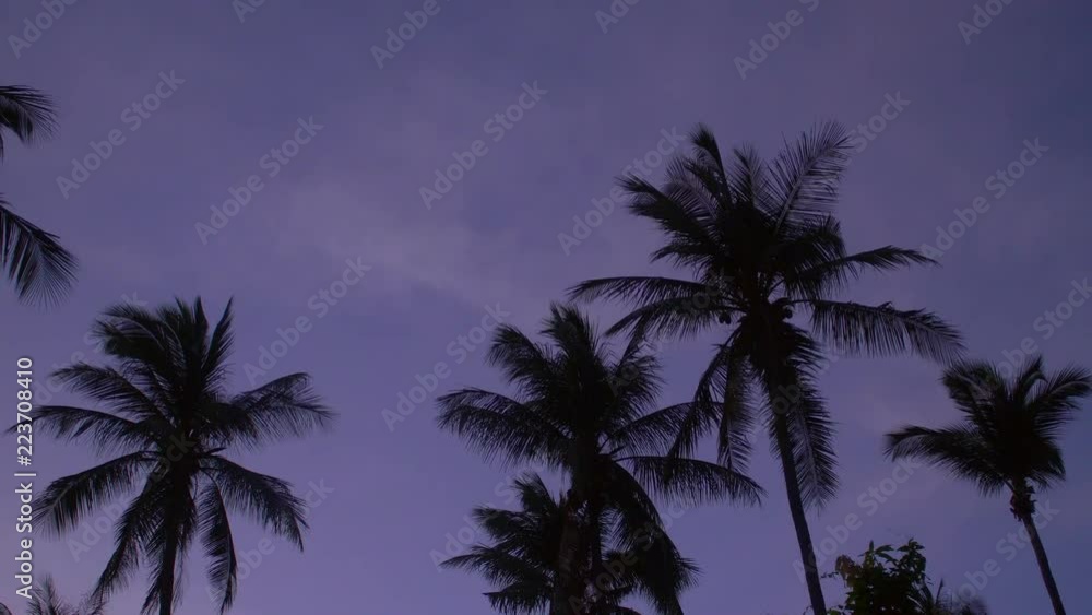 Silhouette of Palm Trees against Purple Dusk Sky Silhouette of Palm Trees against Purple Dusk Sky