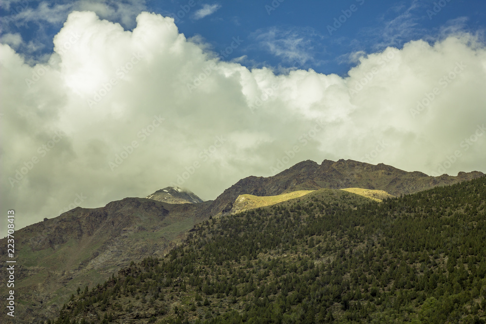 Fototapeta premium rare forest on the mountainside and snow peak