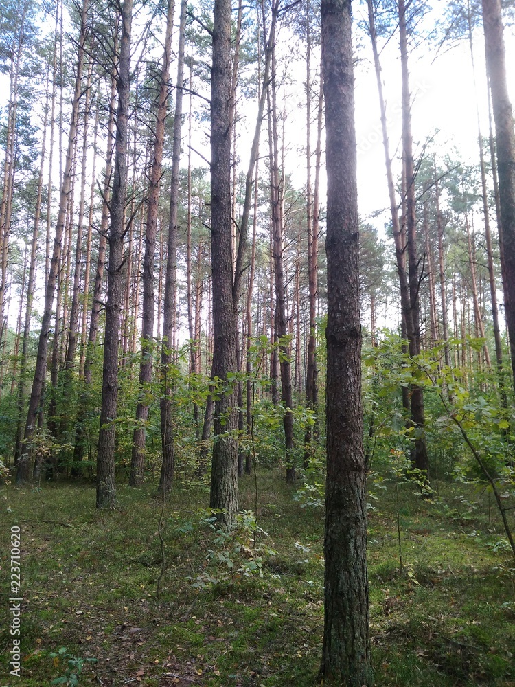 forest forest