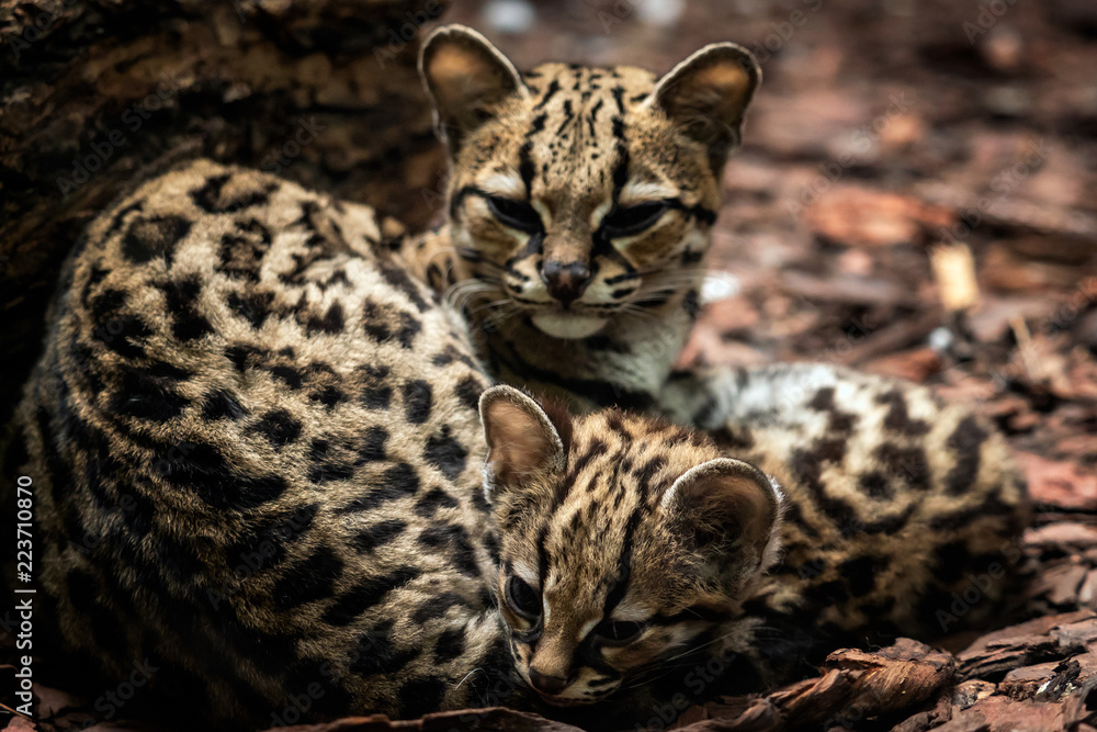 Margay, Leopardus wiedii, female with baby. Margay cats pair of hugging each other. Margay, Leopardus wiedii, female with baby. Margay cats pair of hugging each other.