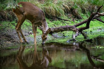 Fotobehang Ree Ree drinkt water uit bosvijver  © Lubos Chlubny