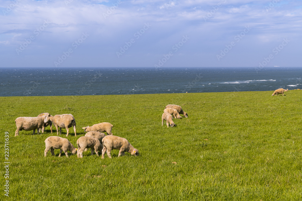 Les moutons sur le site du Cap Gris-Nez - Site des deux caps - Côte d'Opale.
