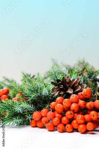 Rowanberry  Red Berries  Spruce Branches. Christmas and New Year s Decor. Bright Natural Holiday Composition White Background Vertical Copy Space Concept Of Winter Time