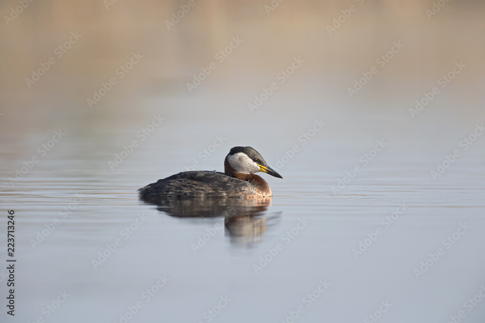A red-necked grebe (Podiceps grisegena) swimming and foraging in a pond at the village Linum Germany. A red-necked grebe (Podiceps grisegena) swimming and foraging in a pond at the village Linum Germany.