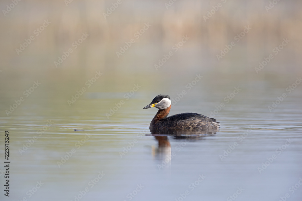 A red-necked grebe (Podiceps grisegena) swimming and foraging in a pond at the village Linum Germany. A red-necked grebe (Podiceps grisegena) swimming and foraging in a pond at the village Linum Germany.