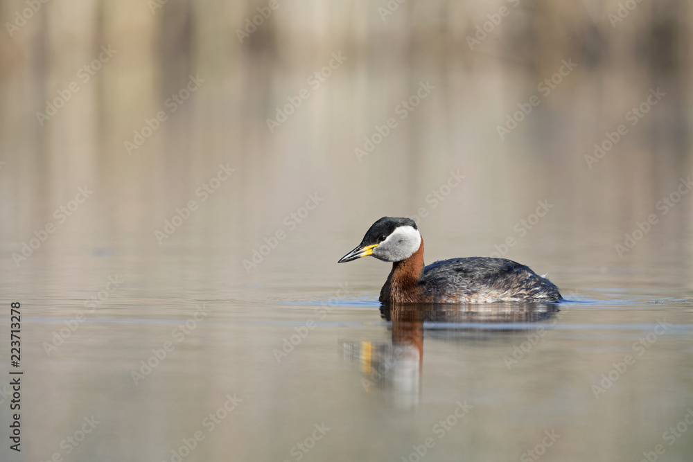 A red-necked grebe (Podiceps grisegena) swimming and foraging in a pond at the village Linum Germany. A red-necked grebe (Podiceps grisegena) swimming and foraging in a pond at the village Linum Germany.