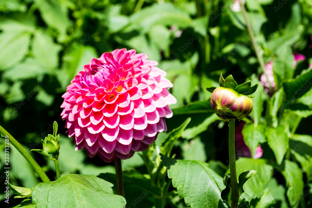 Dahlien Dahlien