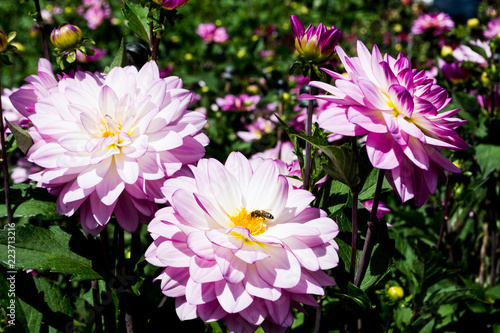 Fototapeta Naklejka Na Ścianę i Meble -  Dahlien