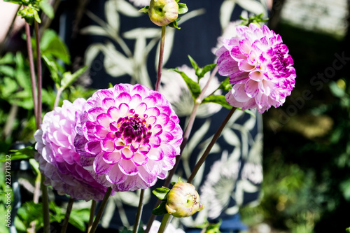 Fototapeta Naklejka Na Ścianę i Meble -  Dahlien
