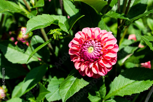 Fototapeta Naklejka Na Ścianę i Meble -  Dahlien