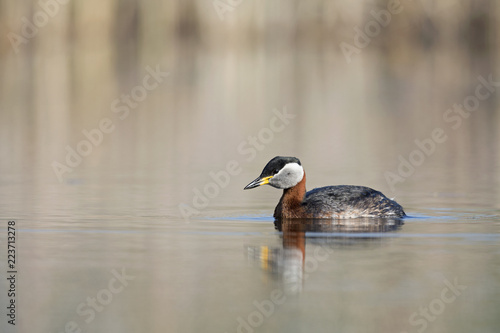 A red-necked grebe (Podiceps grisegena) swimming and foraging in a pond at the village Linum Germany.