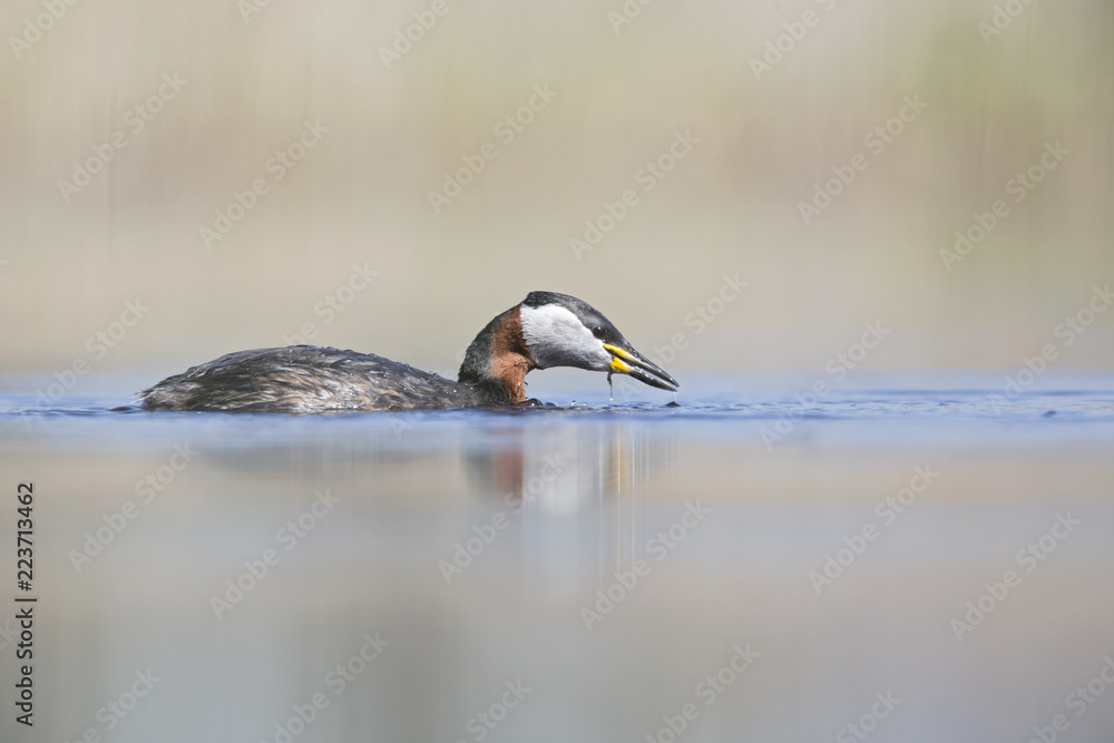 A red-necked grebe (Podiceps grisegena) catching a fish in a pond at the village Linum Germany. A red-necked grebe (Podiceps grisegena) catching a fish in a pond at the village Linum Germany.