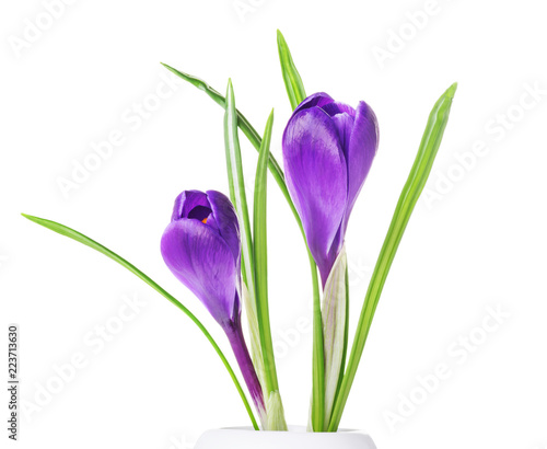 purple crocuses in a white vase