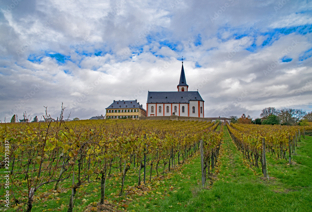 Herbst in den Weinbergen der Hochheimer Hölle, Hochheim am Main, Hessen, Deutschland