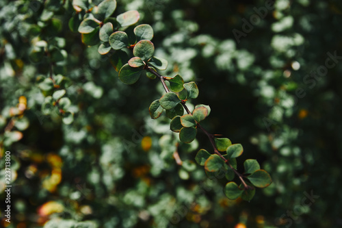 close up of green leaves on twigs with blurred background