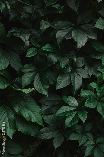close up of green wild vine leaves in garden © LIGHTFIELD STUDIOS
