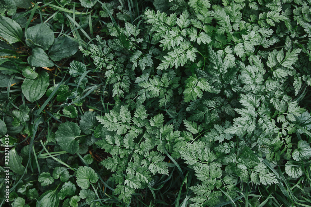 top view of green plants and grass in garden top view of green plants and grass in garden