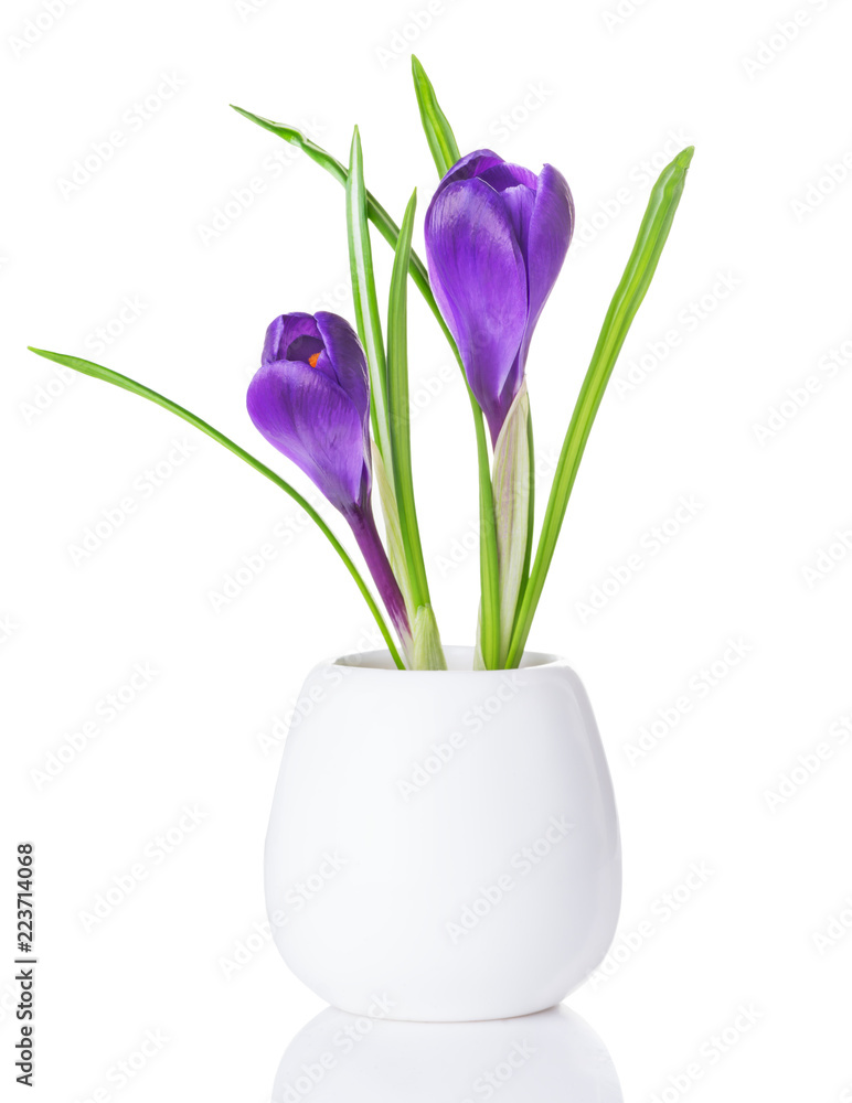 purple crocuses in a white vase purple crocuses in a white vase