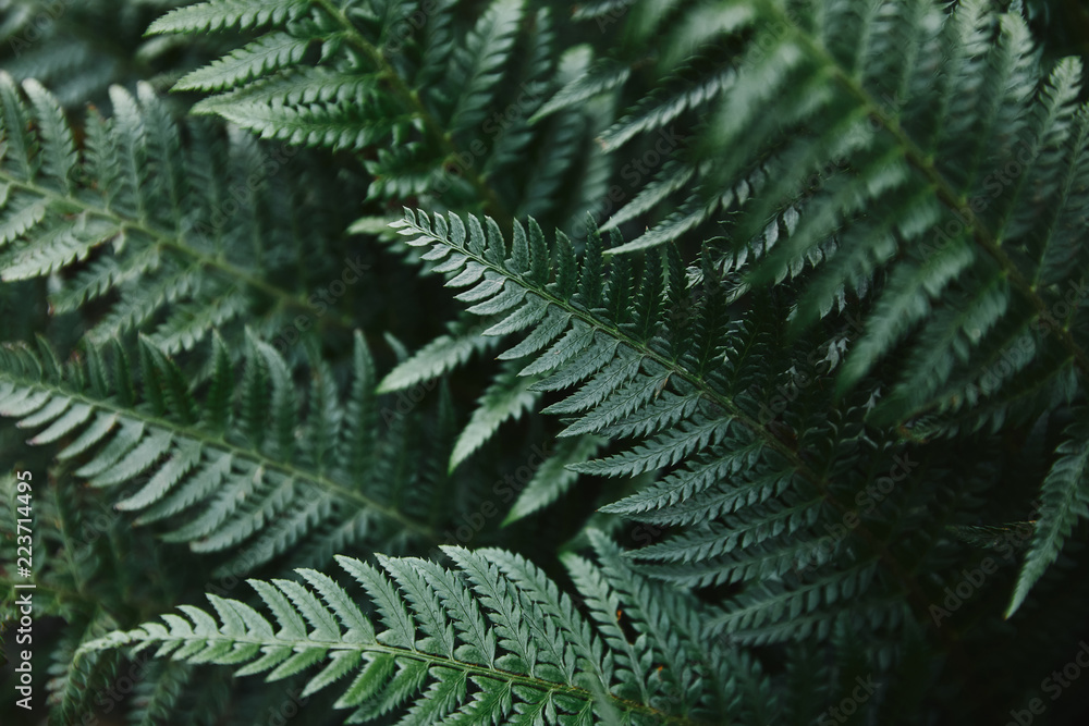 close up of beautiful dark green ferns leaves in garden