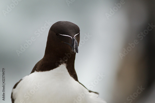 Razorbill (Alca torda) portrait