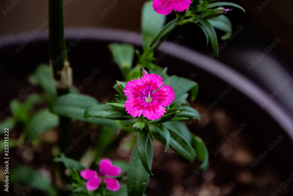 Close up of tiny pink and purple flowers growning on a green stem.