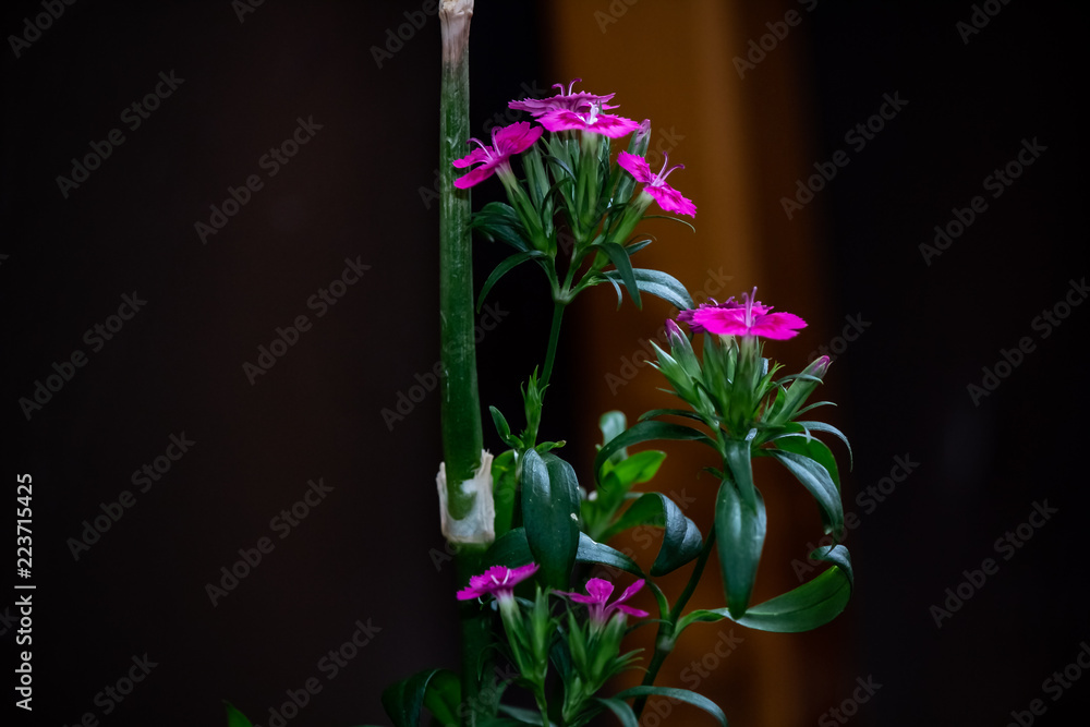 Close up of tiny pink and purple flowers growning on a green stem.