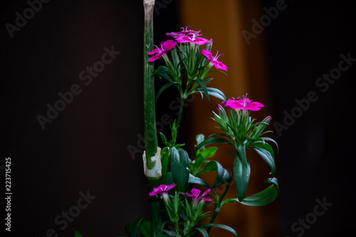 Close up of tiny pink and purple flowers growning on a green stem. photo