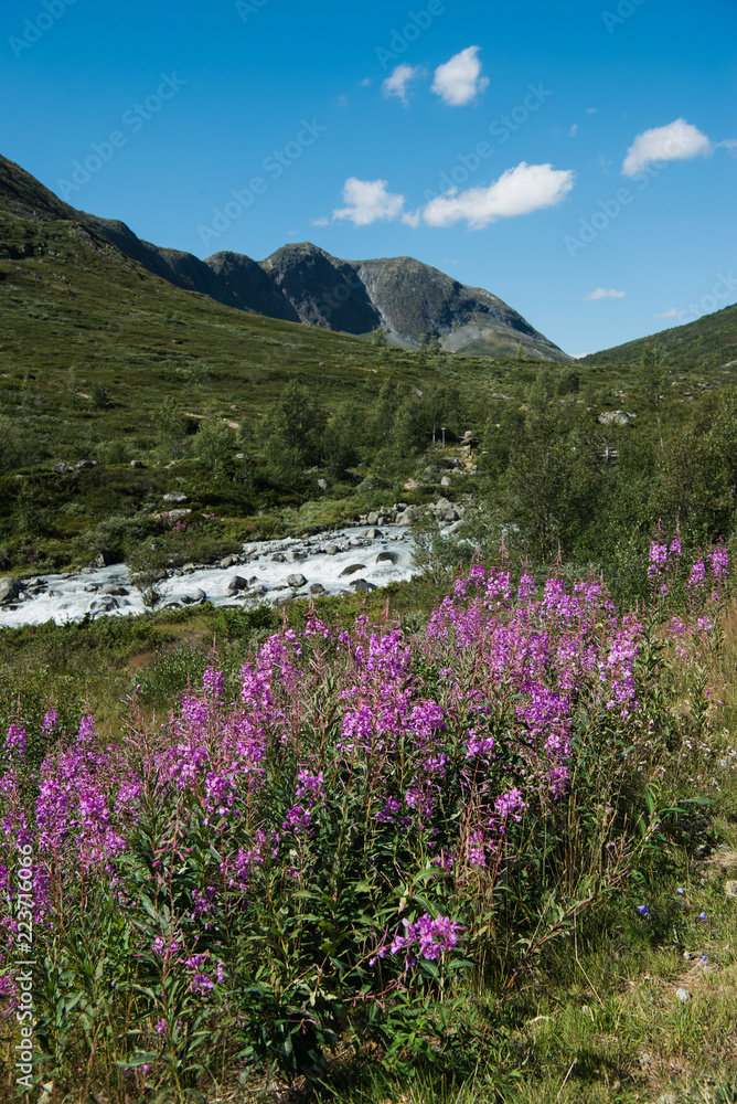 beautiful flowers on Besseggen ridge in Jotunheimen National Park, Norway