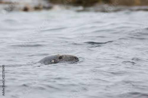 Grey seal (Halichoerus grypus) in water