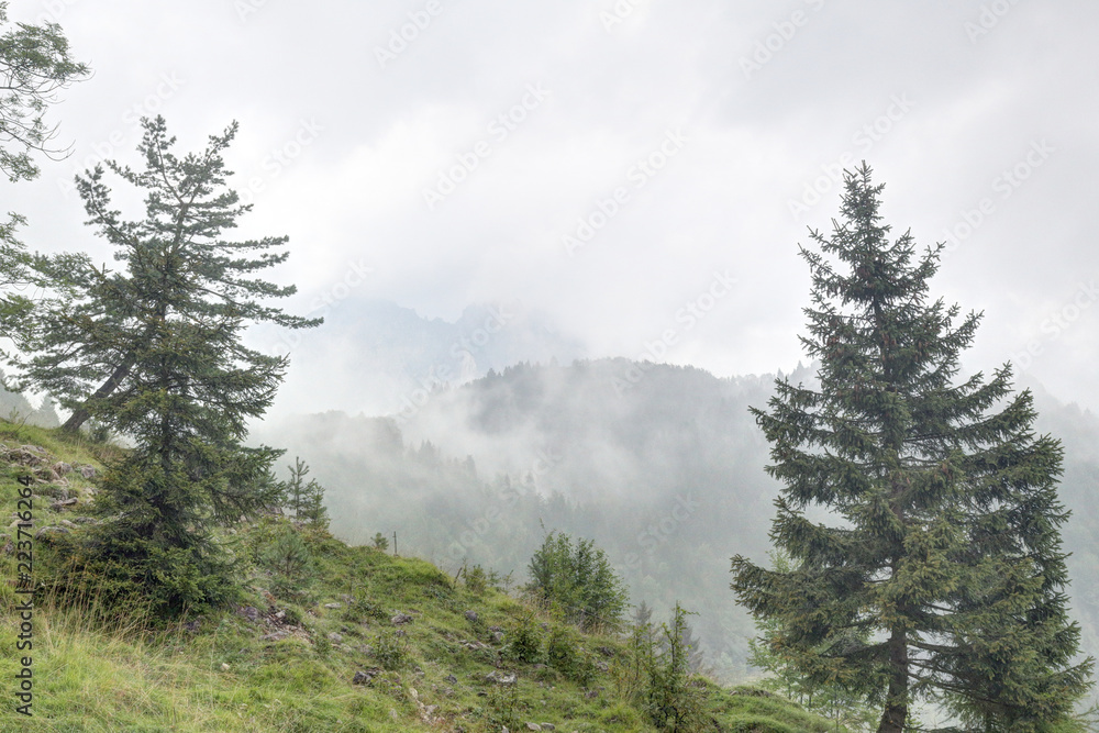 A landscape of Montagnole Basse mountains, in the Italian Alps, just after rain, with thick clouds, wet grass and pine trees