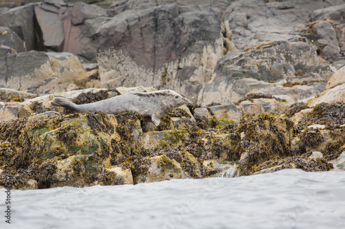 Grey seal (Halichoerus grypus) pair perched on rocks