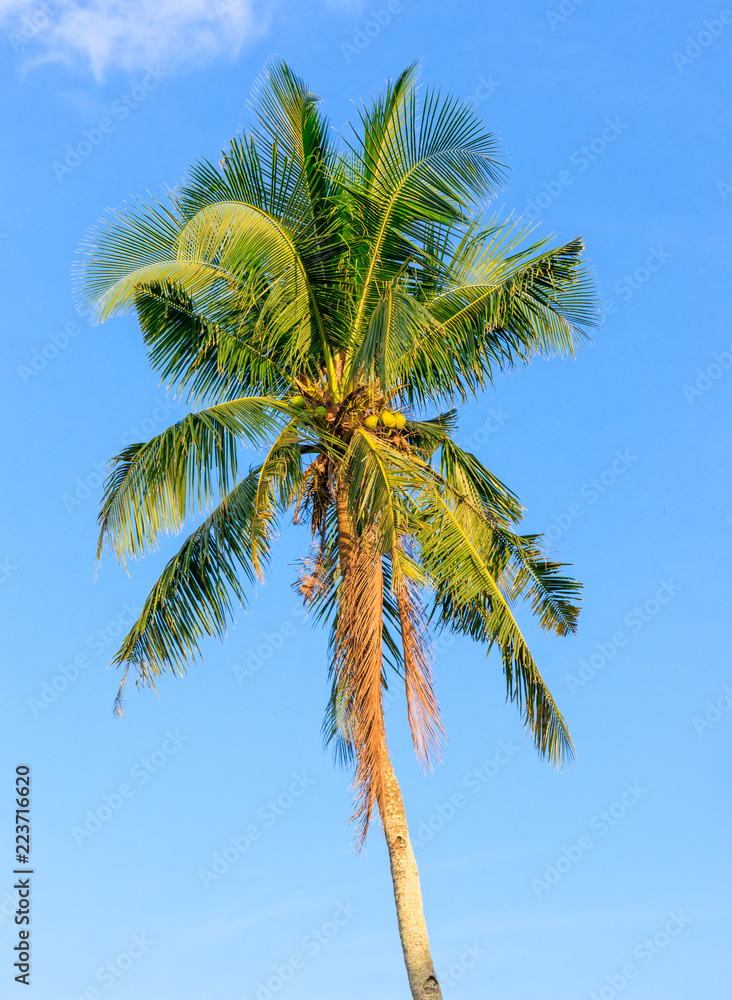 Coconut Tree In Leyte, Philippines