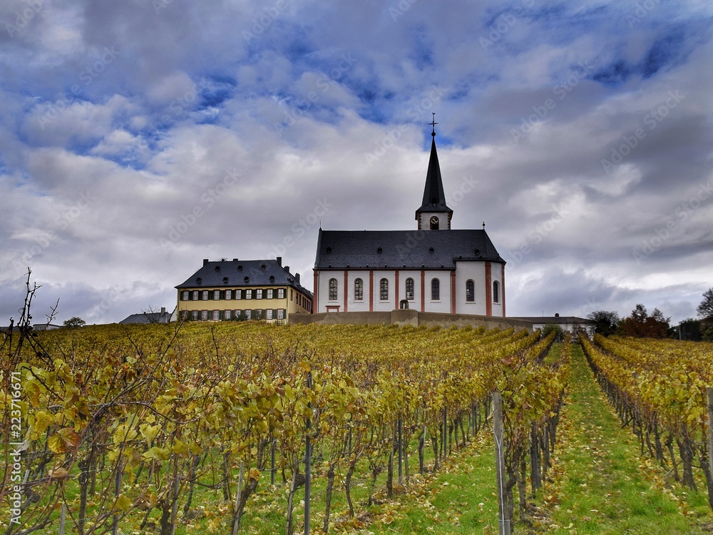 Herbst in den Weinbergen der Hochheimer Hölle, Hochheim am Main, Hessen, Deutschland