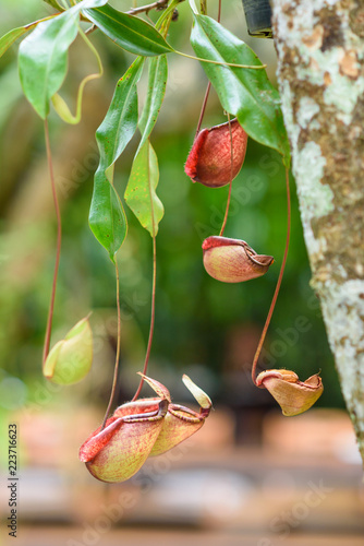 tropical pitcer plants photo