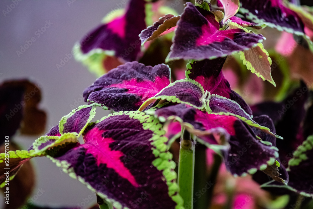 A green fringed purple and red leafed tropical plant.