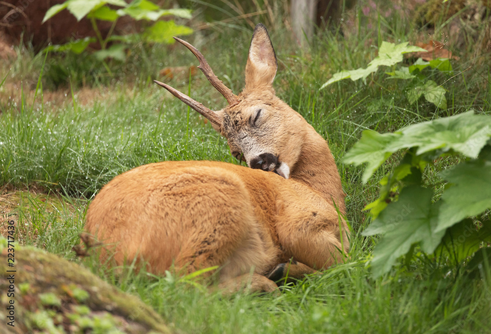 Fototapeta premium Deer buck, (Capreolus capreolus) Resting in the green grass