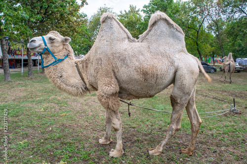 A two-humped camel in the city park. Camel walking in the park.