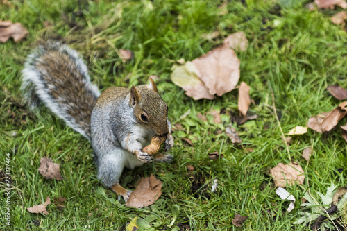 A grey squirrel eating in St James Park, London
